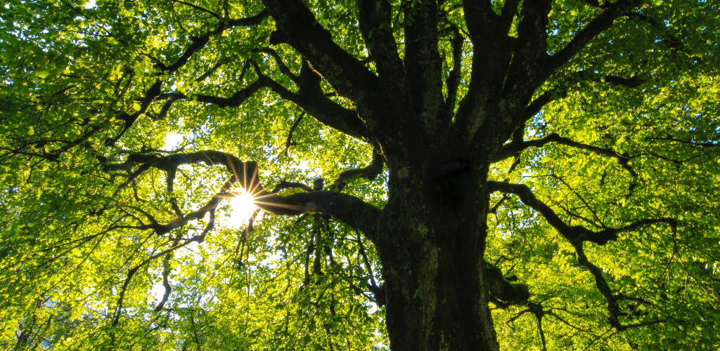 Big Tree