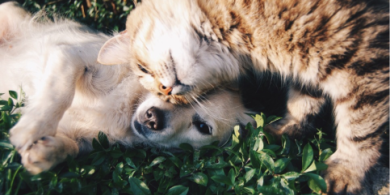a picture of cats