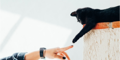 A picture of a cat reaching the human finger