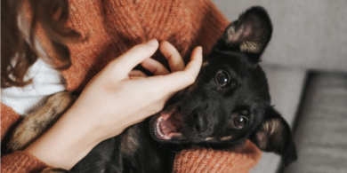 A picture of a black dog being pet with its owner