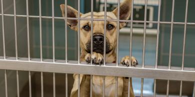 Tan dog with pointy ears behind metal kennel bars, looking forward.