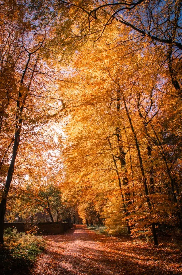 Trail in autumn forest with vibrant orange leaves and a clear blue sky.